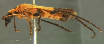 Media type: image;   Entomology 33875 Aspect: habitus lateral view